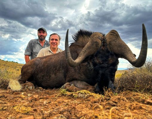 Doornrivier Safaris Black wildebeest .