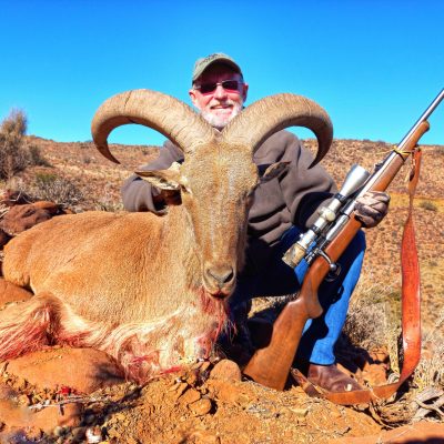 Barbary sheep Doornrivier Safaris