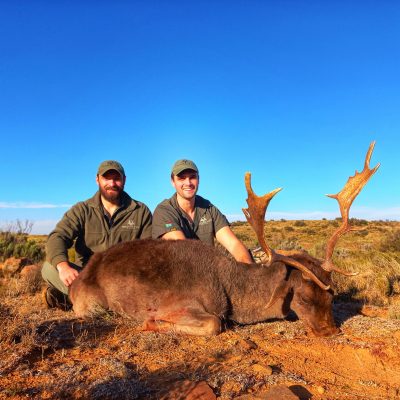 Doornrivier_Safaris_Fallow_deer__