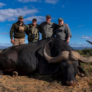 Doornrivier Safaris Cape Buffalo