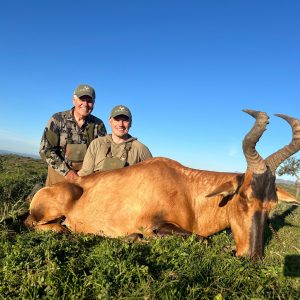 Doornrivier Safaris Red Hartebeest