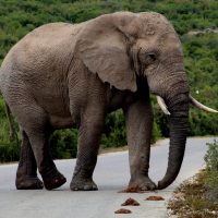 Doornrivier Safaris_Addo_Day_trip