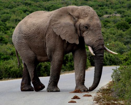 Doornrivier Safaris_Addo_Day_trip