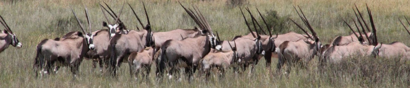 Doornrivier_Safaris_Oryx