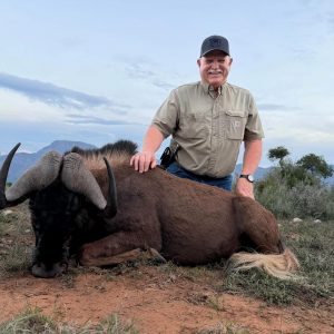 Doornrivier Safaris Blackwildebeest.